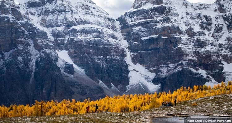 A view of yellow conifer trees in an alpine meadow below tall snow-covered mountains.