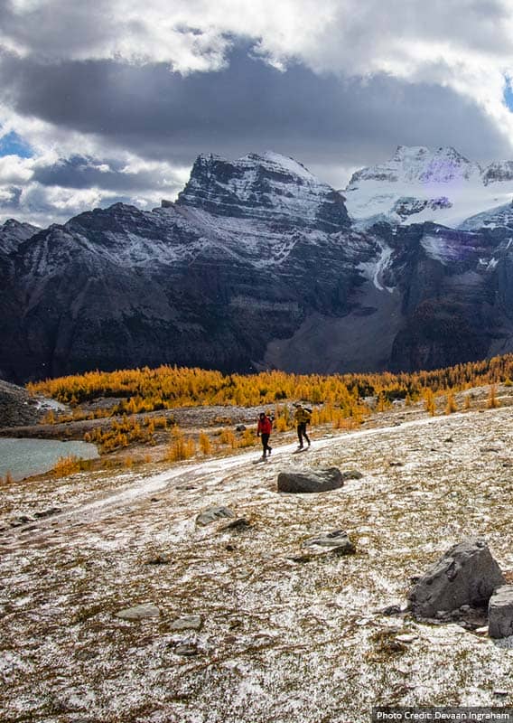 A view of orange larch trees in an alpine meadow.