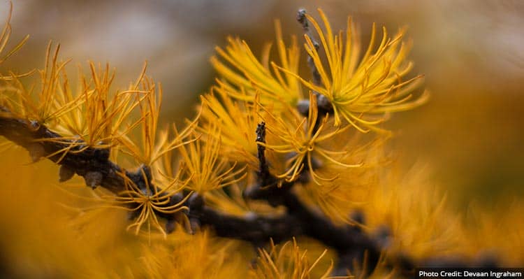 A close up of golden larch needles.